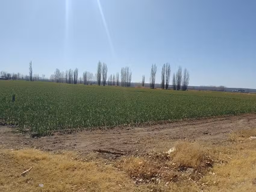 1391 Simón Cruz Guevara Viluco