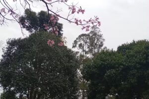 Bop N 18 Colonia Alberdi