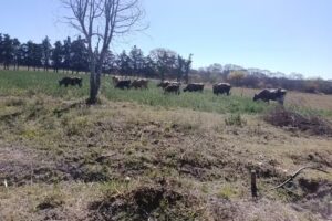 Campo Experimental Dr Navea UNJu