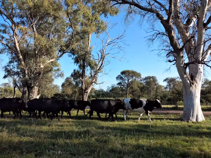 Colegio Agrotecnico N6 Nuestra Sra Del Valle