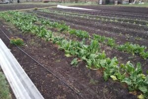 Eeat Nro 155 Jose Hernandez