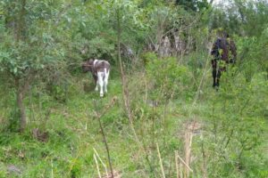 Eesa Secundaria Agropecuaria