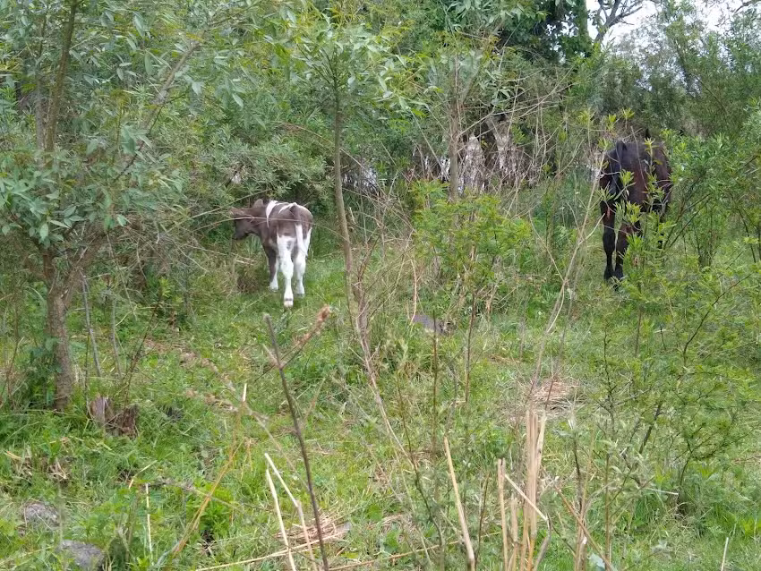 Eesa Secundaria Agropecuaria