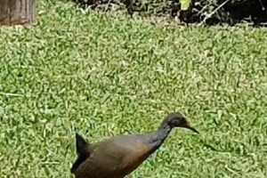 Ees N 7 Cacique Pincén