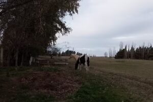 Eesa N1 Edith Mabel Sartori