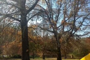 En la escuela primaria Madame Curie