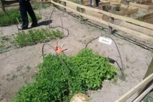 Esc 8589 Cristo Redentor