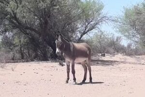 Esc 8721 San Alfonso MARIAEl Retiro Lavalle