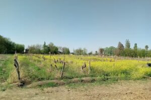 Escuela 4007 Miguel Amado Pouget