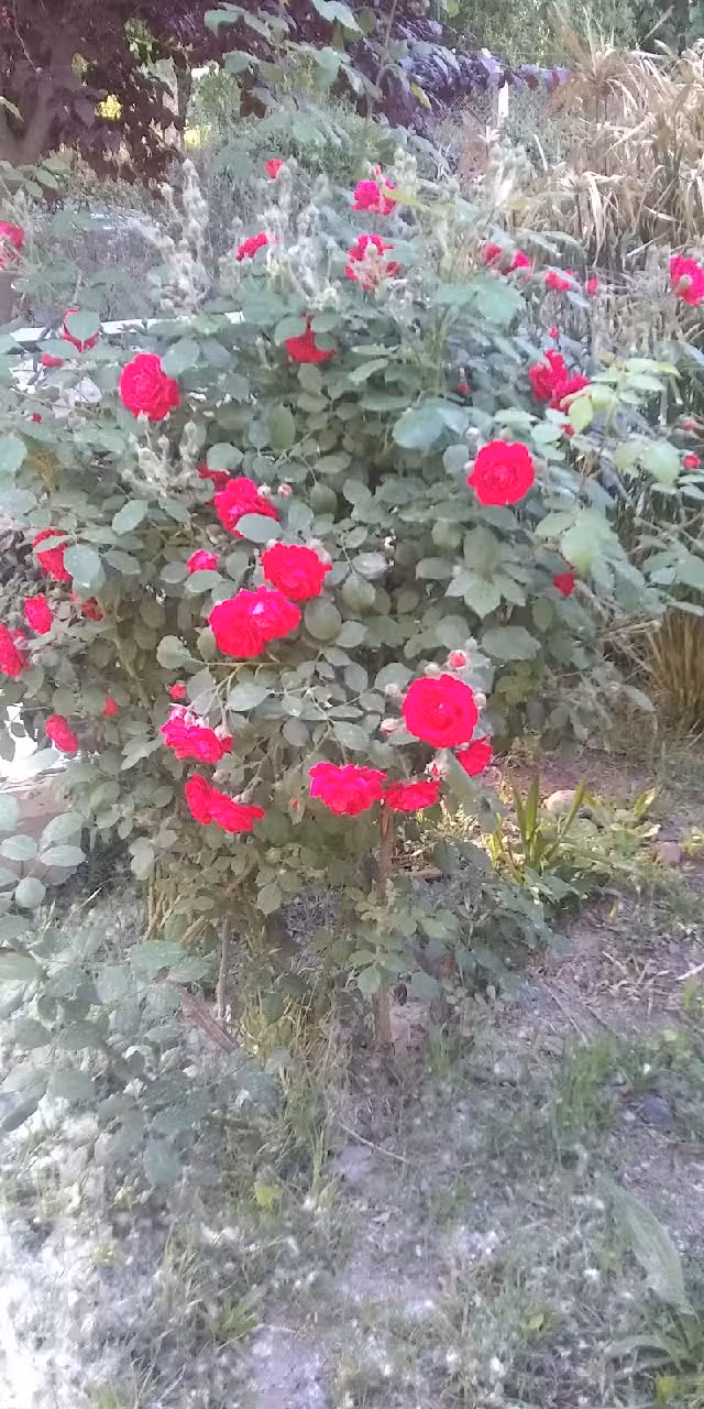 Escuela 4107 Ejército Argentino