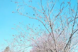 Escuela 438 Joaquín V Gonzalez