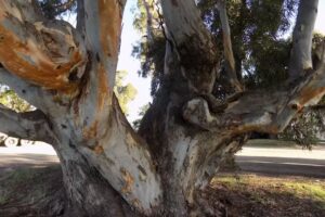 Escuela 46 Rosario Vera Peñaloza