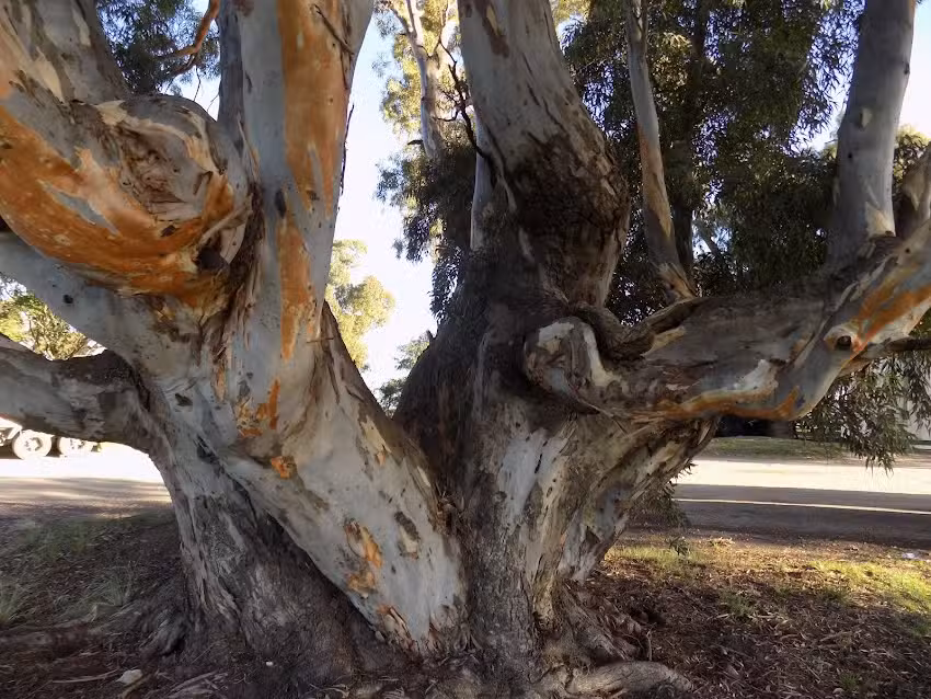 Escuela 46 Rosario Vera Peñaloza