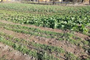 Escuela Agrotecnica Amalia H Castillo