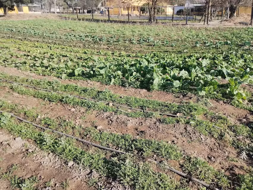 Escuela Agrotecnica Amalia H Castillo