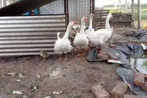 Escuela Agrotecnica La Carola