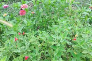 Escuela Ambiental Municipal Anisacate