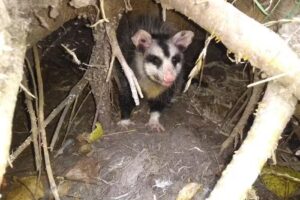 Escuela de Educación Secundaria Agraria Nro 1 de San Vicente