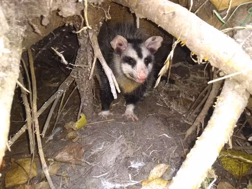 Escuela de Educación Secundaria Agraria Nro 1 de San Vicente
