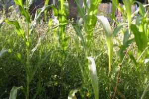 Escuela de Educación Secundaria N 10 Lola Mora