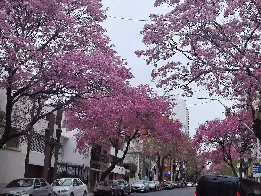 Escuela del Centenario