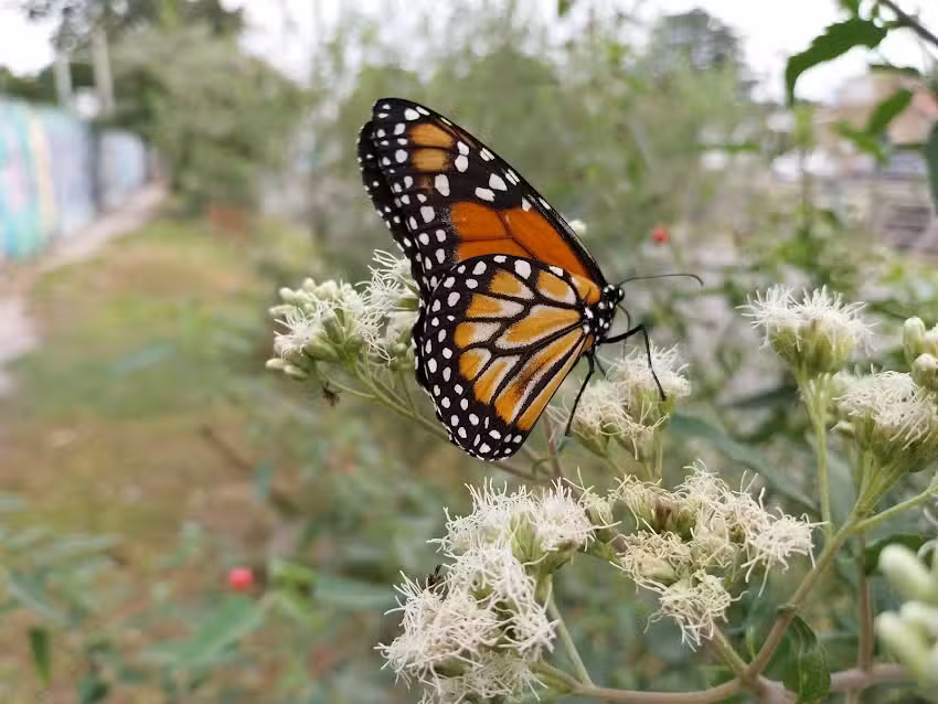 Escuela Egb Nº22 Sargento Juan Bautista Azopardo