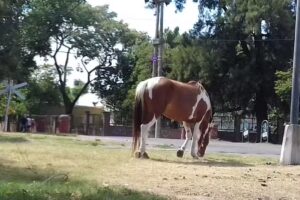 Escuela Especial No 2083