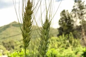 Escuela La Semilla Secundaria Waldorf Bariloche