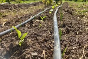 Escuela Municipal de Agroecología