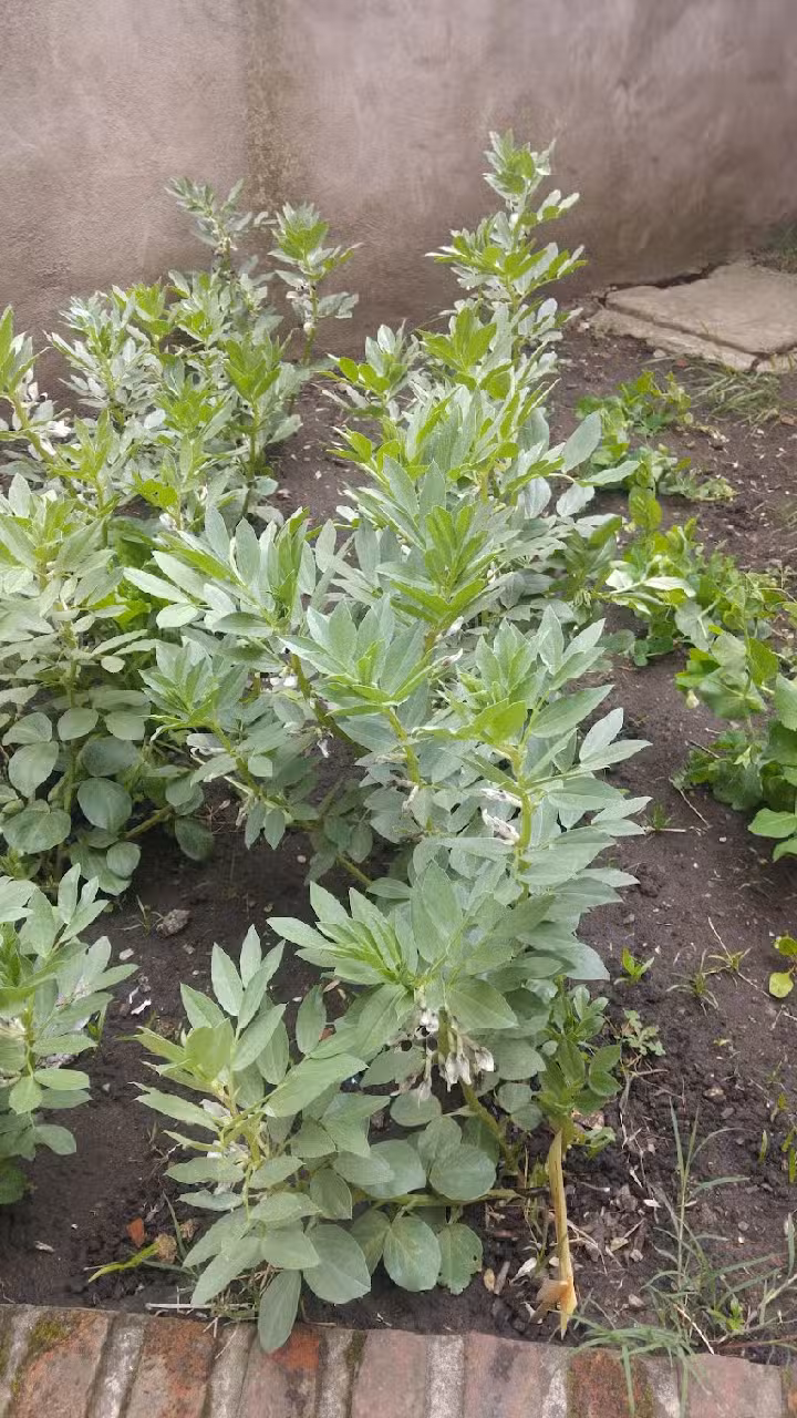 Escuela Municipal Nº14 Ma Fide Atkinson