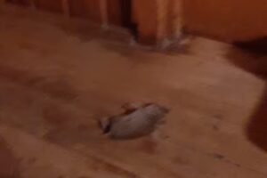 Escuela N 1716 Prof Irma Gladys Ortega