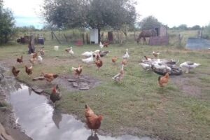 Escuela N 230 Fray Luis Bertrán