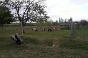 Escuela N 4034 Galileo Vitali