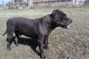 Escuela N 4694 San Leonardo Murialdo