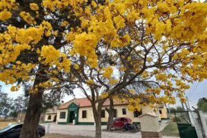 Escuela N 81 Padre de la Patria