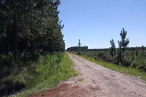 Escuela Nº 241 Padre Julián Zini