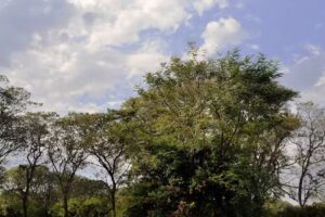 Escuela Nº 68 Tomas Perugorria