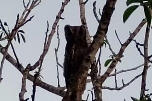 Escuela Primaria de Amberes