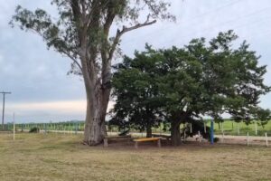 Escuela Primaria John Kennedy Ipem 172 Anexo