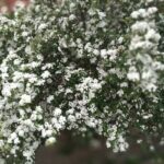 Escuela Primaria N 4