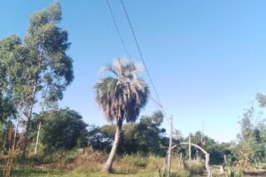 Escuela Primaria Nº 857 Dr Luis Federico Leloir