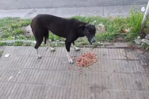 Escuela primaria N 125