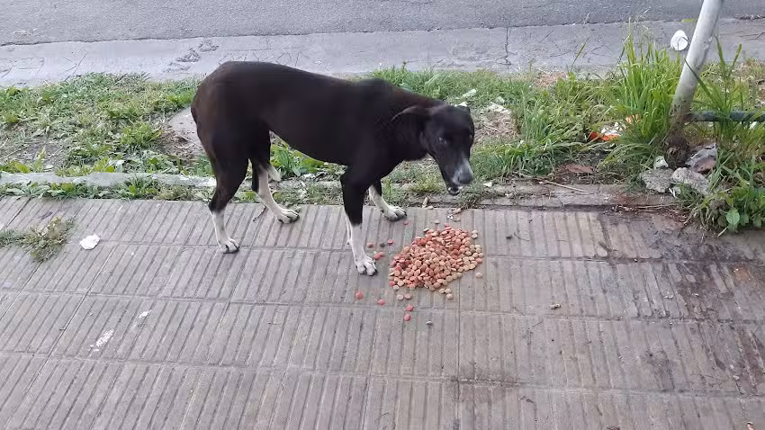 Escuela primaria N 125