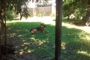 Escuela Primaria Número 207