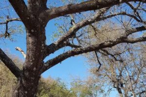 Escuela Pública Pedro Reginaldo Lirs