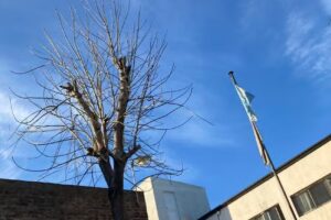 Escuela Sagrado Corazón Alcal