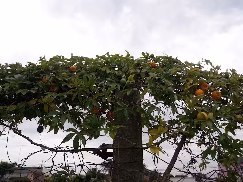 Escuela Secundaria N 4