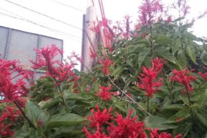 Escuela Secundaria N 45