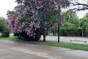 Escuela Secundaria Nº6