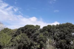 Escuela Waldorf Arcángel Gabriel Nivel Inicial Primaria Secundaria